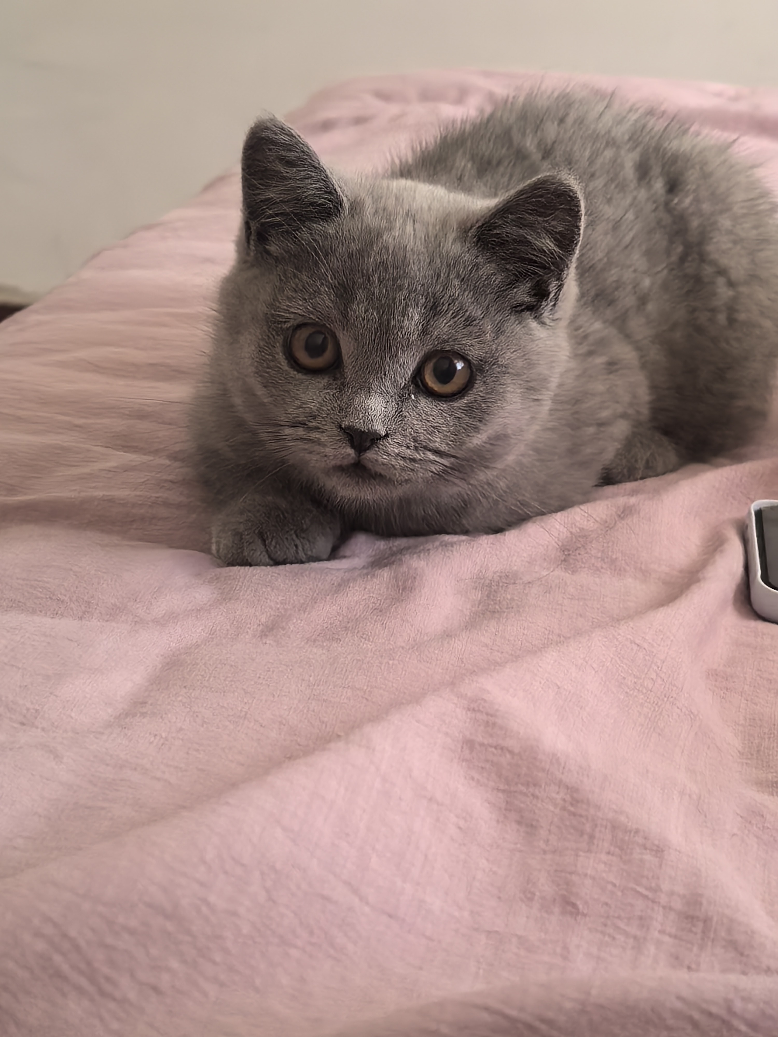 英短蓝猫 四个多月 疫苗三针全部打完 活泼可爱,性格好